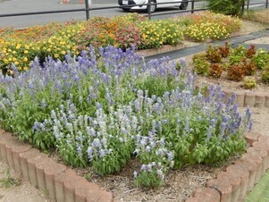 松原川緑地の花壇の写真2
