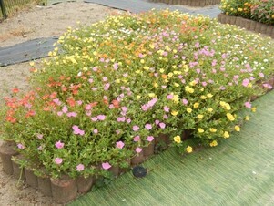 松原川緑地の花壇の写真2