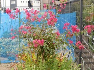 七軒茶屋ガーデンの花壇の写真1