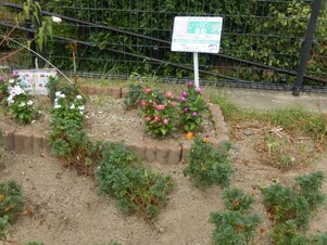 七軒茶屋ガーデンの花壇の写真2