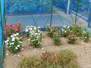 七軒茶屋ガーデンの花壇の写真2