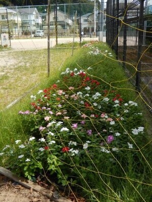 八敷公園の花壇の写真1