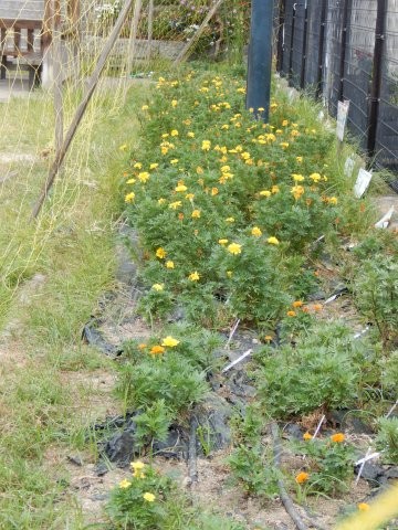 八敷公園の花壇の写真1