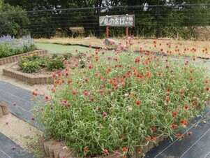 松原川緑地の花壇の写真1