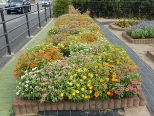 松原川緑地の花壇の写真2