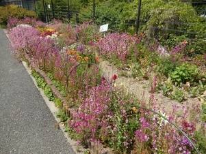 七軒茶屋ガーデンの花壇の写真2