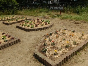 松原川緑地の花壇の写真1