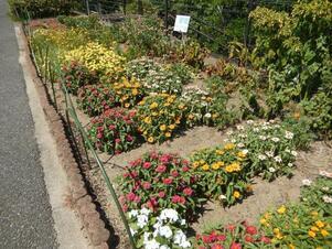 七軒茶屋ガーデンの花壇の写真2