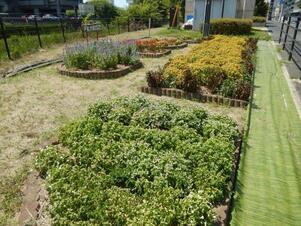 松原川緑地の花壇の写真2