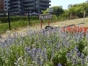 松原川緑地の花壇の写真3
