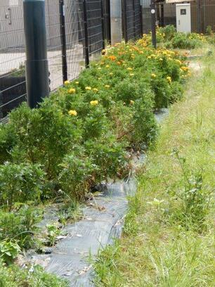 八敷公園の花壇の写真1