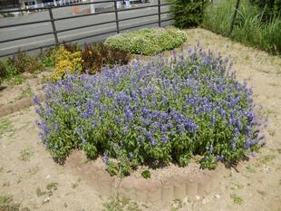 松原川緑地の花壇の写真2