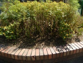 城山北中学校の花壇の写真2