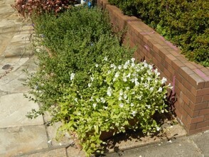 パラッシオ八木のプランターの写真1