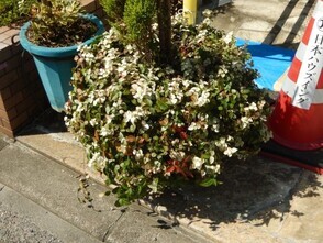 パラッシオ八木のプランターの写真2