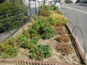 七軒茶屋ガーデンの花壇の写真1