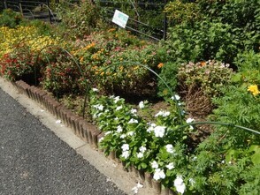 七軒茶屋ガーデンの花壇の写真2
