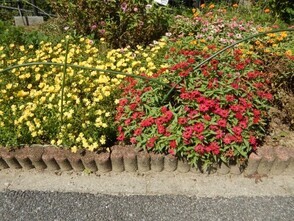 七軒茶屋ガーデンの花壇の写真3