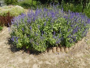 松原川緑地の花壇の写真2