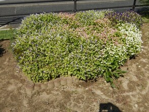 松原川緑地の花壇の写真3