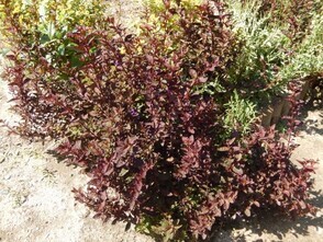 松原川緑地の花壇の写真4