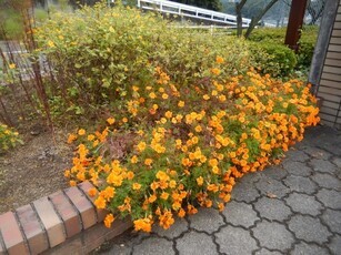 城山北中学校の花壇の写真1