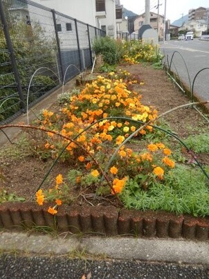七軒茶屋ガーデンの花壇の写真1