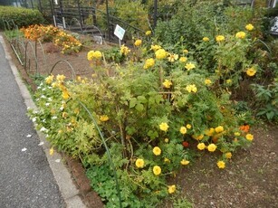 七軒茶屋ガーデンの花壇の写真2