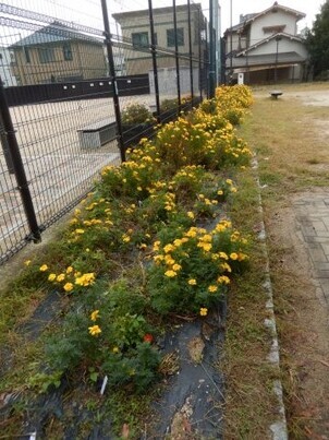 八敷公園の花壇の写真1