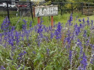松原川緑地の花壇の写真2
