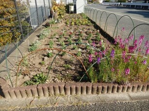 七軒茶屋ガーデンの花壇の写真1