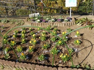 七軒茶屋ガーデンの花壇の写真2