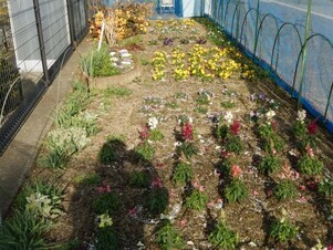 七軒茶屋ガーデンの花壇の写真1