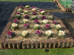 松原川緑地の花壇の写真2