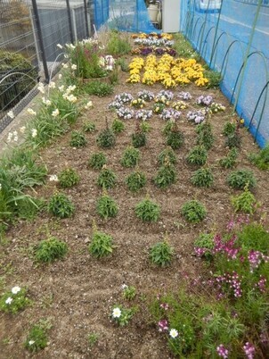 七軒茶屋ガーデンの花壇の写真1