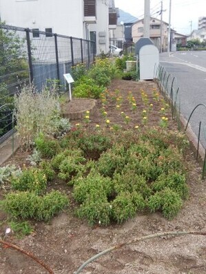 七軒茶屋ガーデンの花壇の写真1