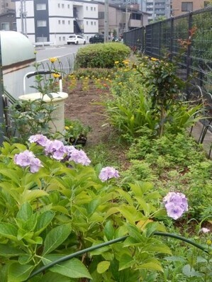 七軒茶屋ガーデンの花壇の写真2