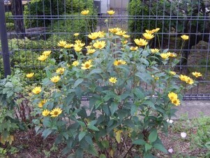 七軒茶屋ガーデンの花壇の写真2