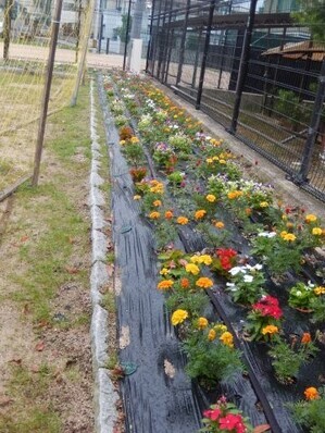 八敷公園の花壇の写真1