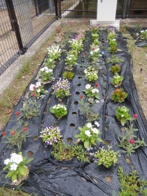 八敷公園の花壇の写真1