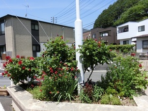 安東公民館の花壇の写真2