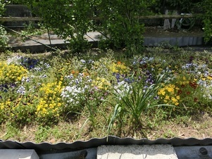 毘沙門台中バス停南側の花壇の写真1