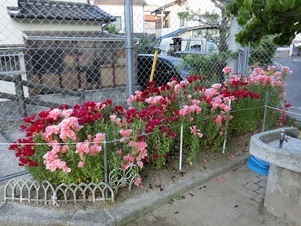 安東第一公園の花壇の写真　3