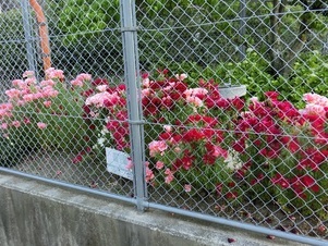 安東第一公園の花壇の写真2