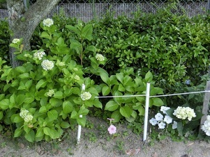 安東第一公園の花壇の写真1
