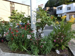 安東公民館の花壇の写真2