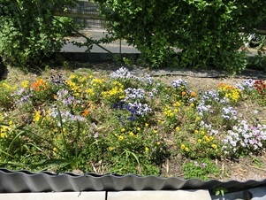毘沙門台中バス停南側の花壇の写真1
