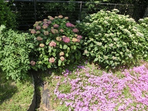 毘沙門台中バス停南側の花壇の写真2