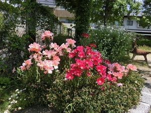 毘沙門台南第一公園の花壇の写真1