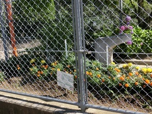 安東第一公園の花壇の写真2